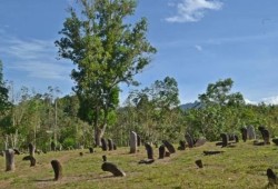 Peninggalan Megalitik di Kabupaten Lima Puluh Kota: Jejak Peradaban Tua Minangkabau
